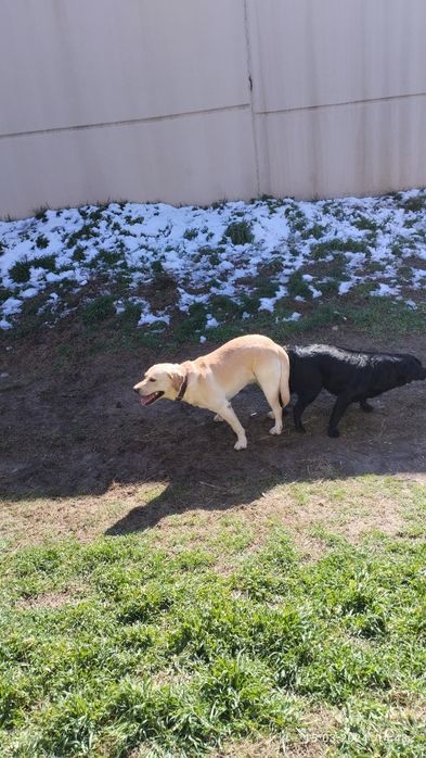 Вязка собаки породы ЛАБРАДОР - РЕТРИВЕР