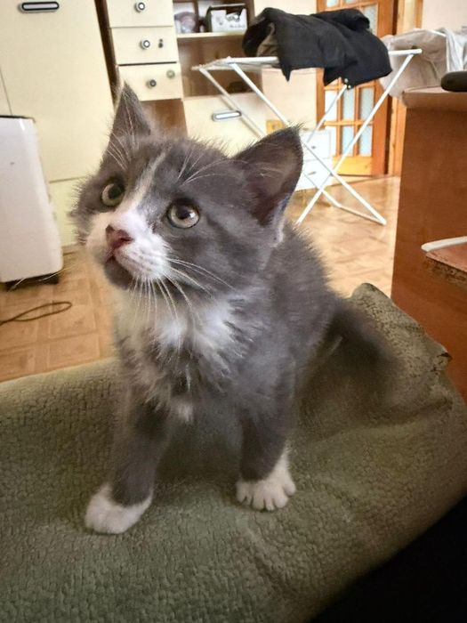 Котенок отдам в добрые руки