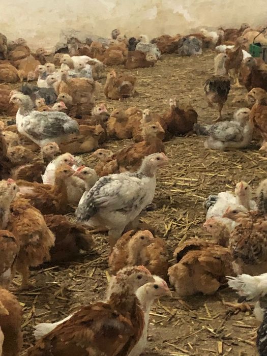 Pui albi de de carne și rasa mixta