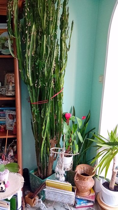 Голям кактус дърво