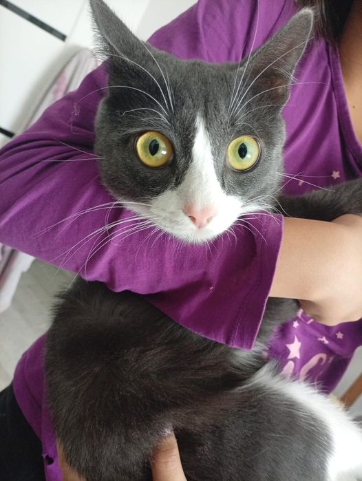 Отдам котенка мальчик