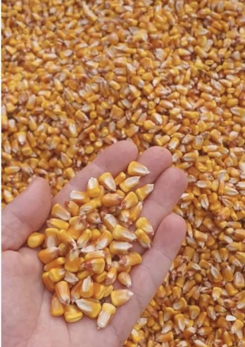 De vânzare porumb si mazare