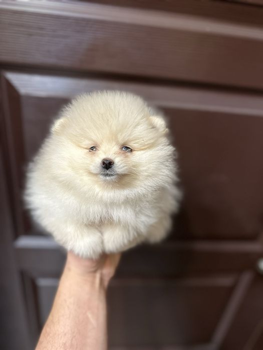 Мини померан.