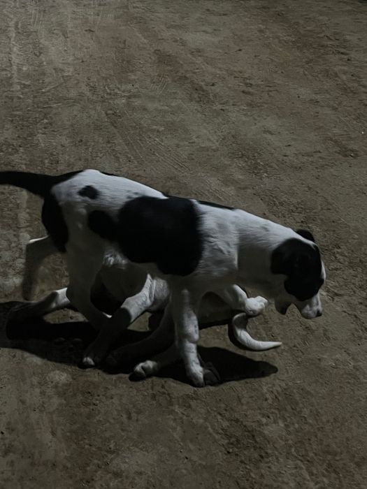 Собака алабай на продаже