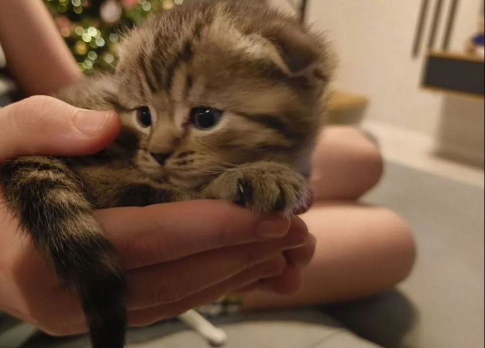 Брианские мальчики и девочки, 1.5мес