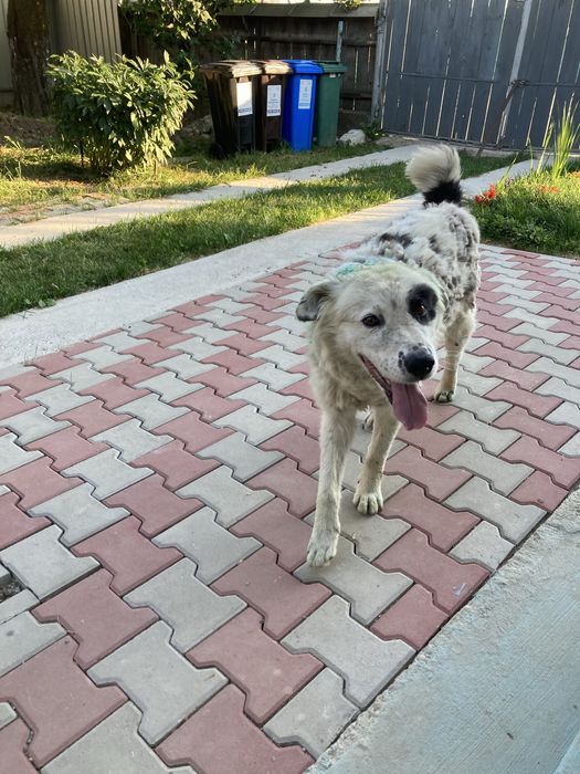 Catel   adoptie Neamt -Bodesti