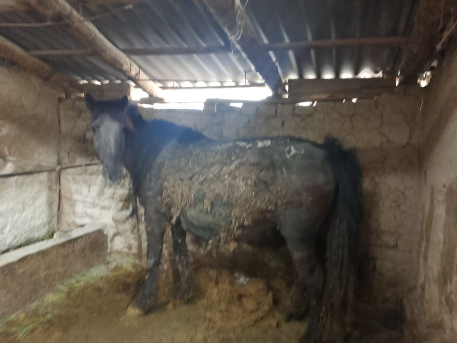 Жылкы еты Конина