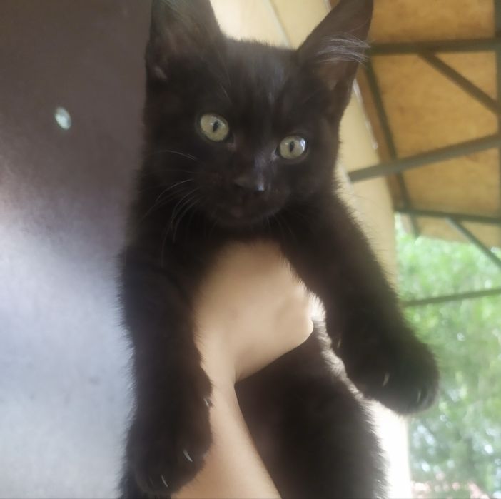 Котенок ищет дом