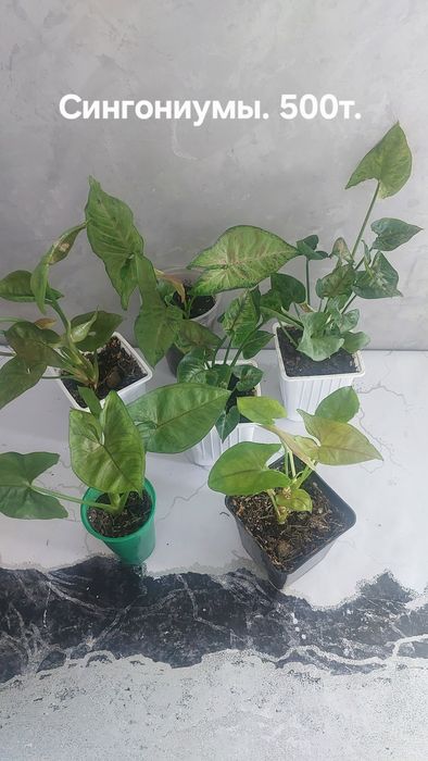 Комнатные растения.