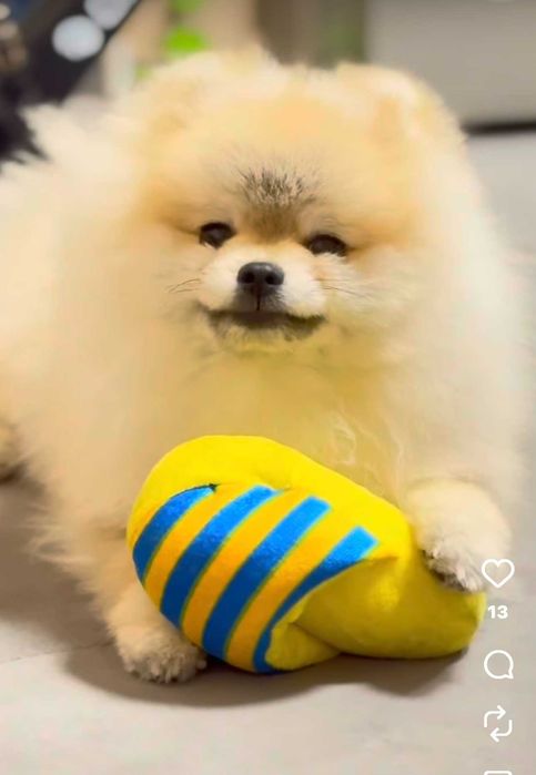 Продава се мини померан