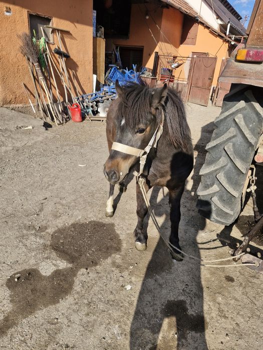 Vând ponei iapa de 2 ani