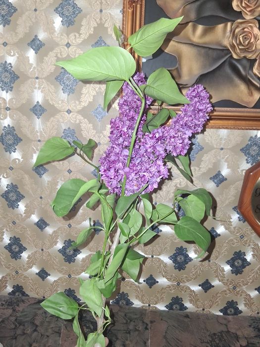 Сирень в букет. Ароматная.