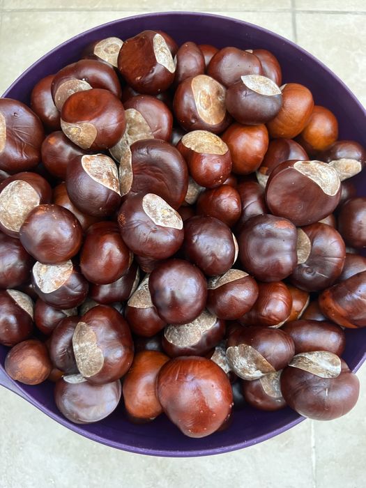 Конский каштан урожай 2025