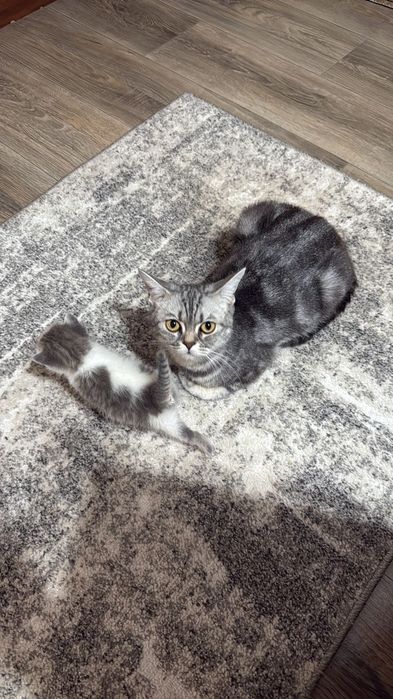 Чистокровные британцы