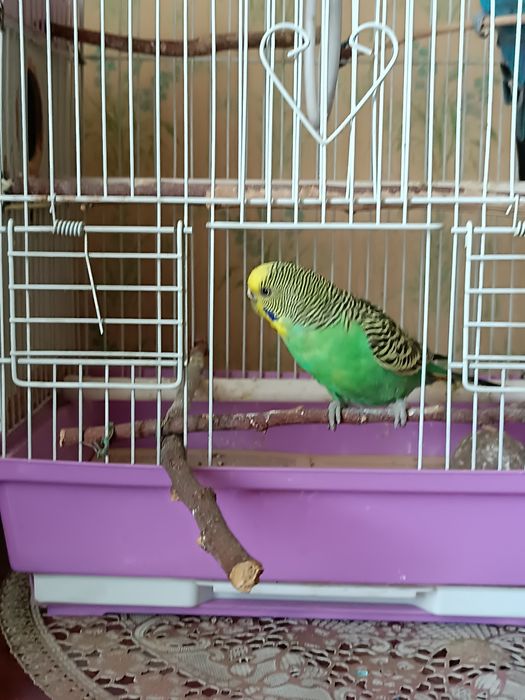 Попугайи волнистые ручные .