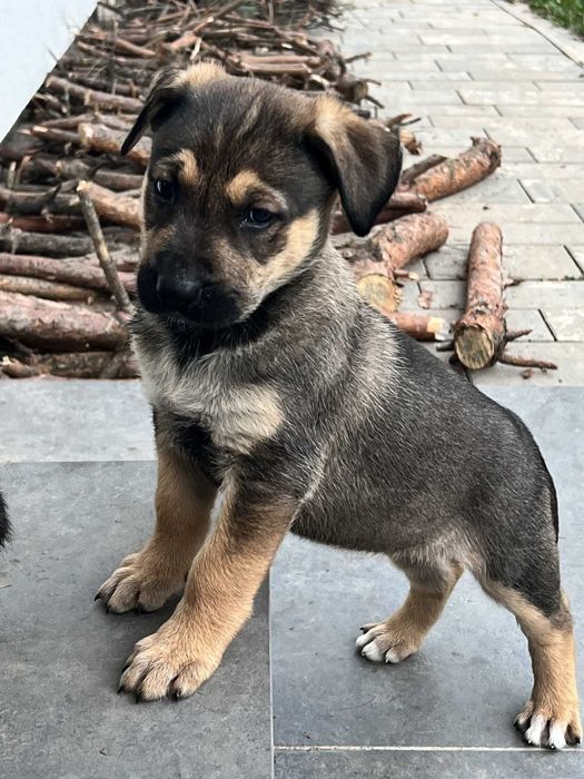 Adoptie: pui ciobanesc german 2 luni Brasov, Bucuresti, Sibiu