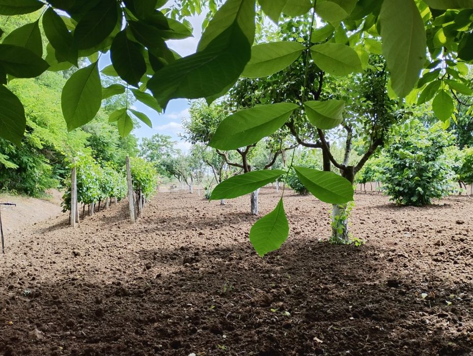 Продава се Етаж от къща в с. Даскал-Атанасово, Област Стара Загора - 62 кв.м за 247 €/кв.м - Снимка #6