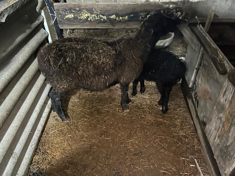 Продаётся баранухи с ягнятами .