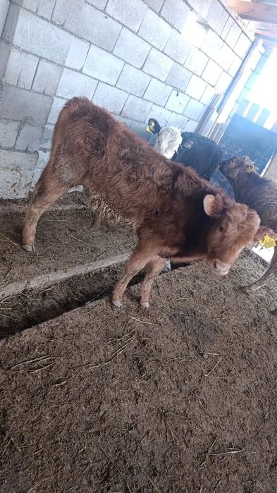 Бузаулар сатылады