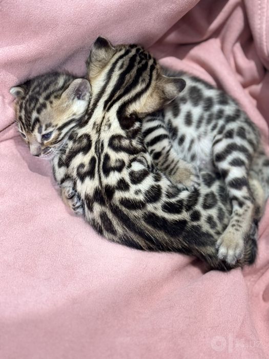 Бенгальские котята, бенгалы, кошки, пародистые, мушук