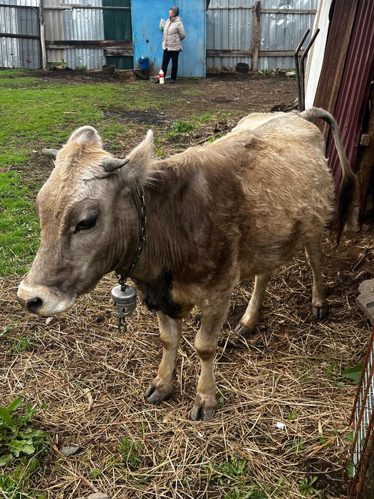 Продам молочную корову