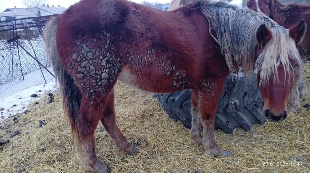 Продам кобылу. На откорме.