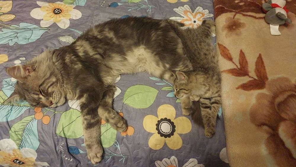 Пропал кот Мейн-кун