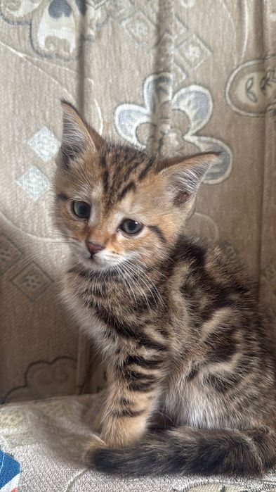 3месячные котята