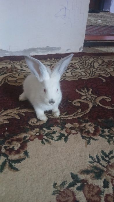 Куён сотилади 120минг