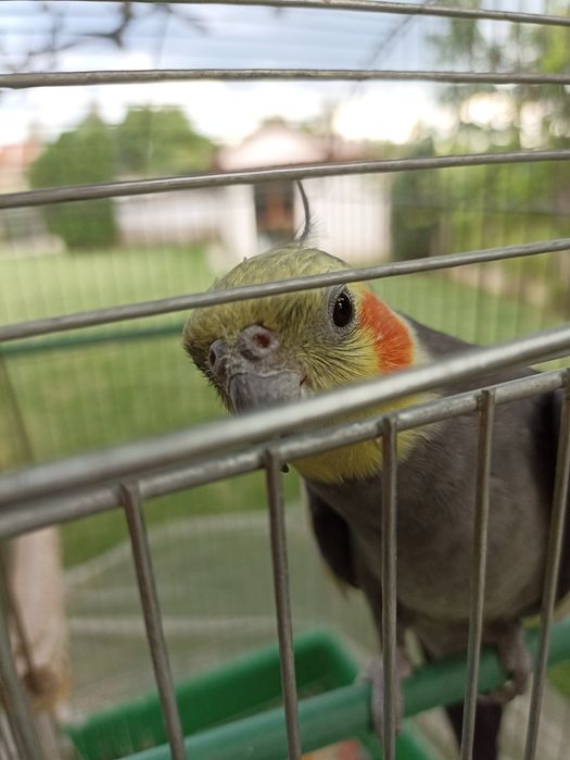 Хотел за папагали и други любимци