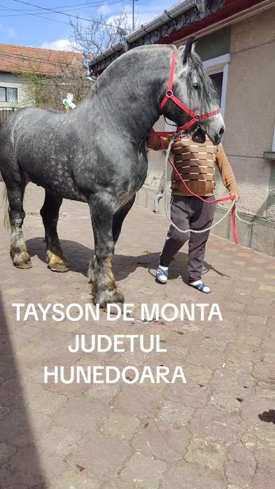 Harmasar Percheron adus din Franța