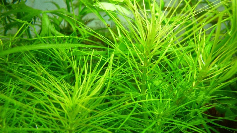 погостемон октопус растение