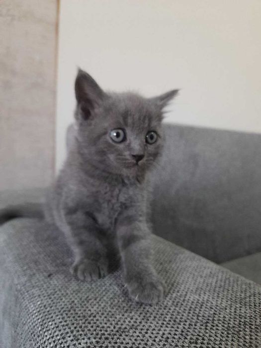 Шотландский скоттиш фолд котят продаётся