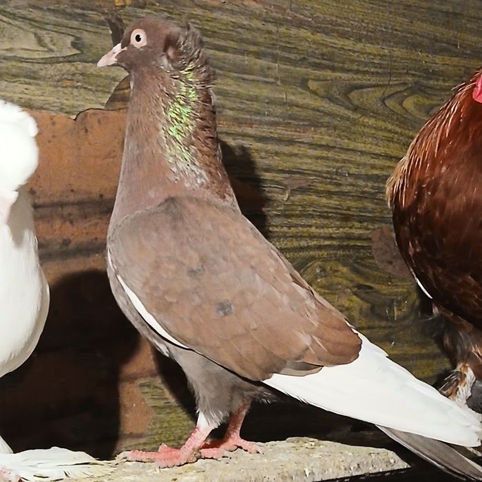 Прадам галубеи разных парод