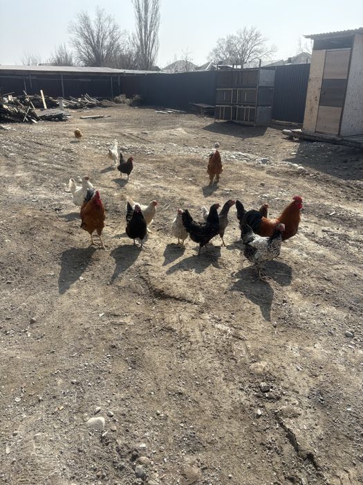Продам куриц и петухов