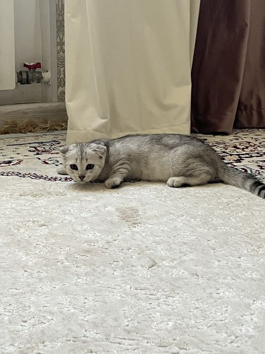 Котенок пародистый
