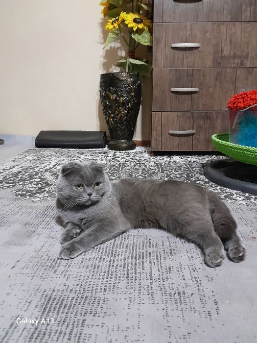 Продается Скоттиш фолд