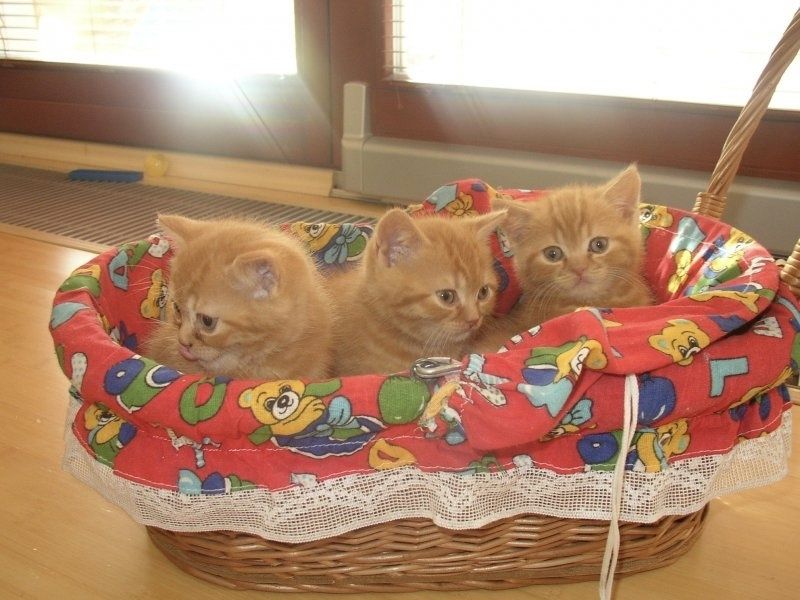 Британские котята
