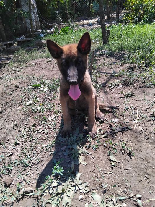 Ciobănesc belgian malinois