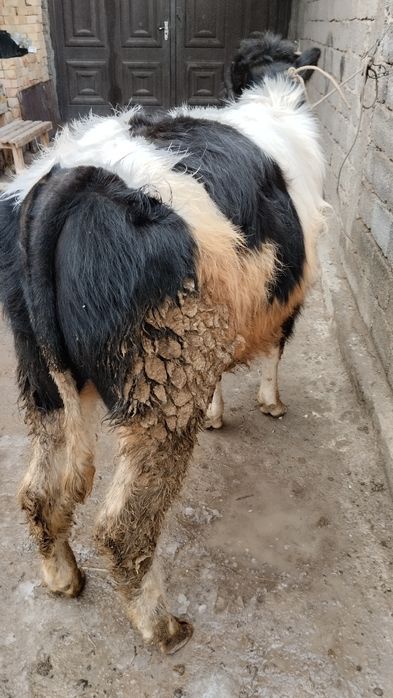 2 ta gibrit buqalar sotiladi yeb ichishlari zur