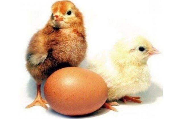 Несушка , бройлер , индюк