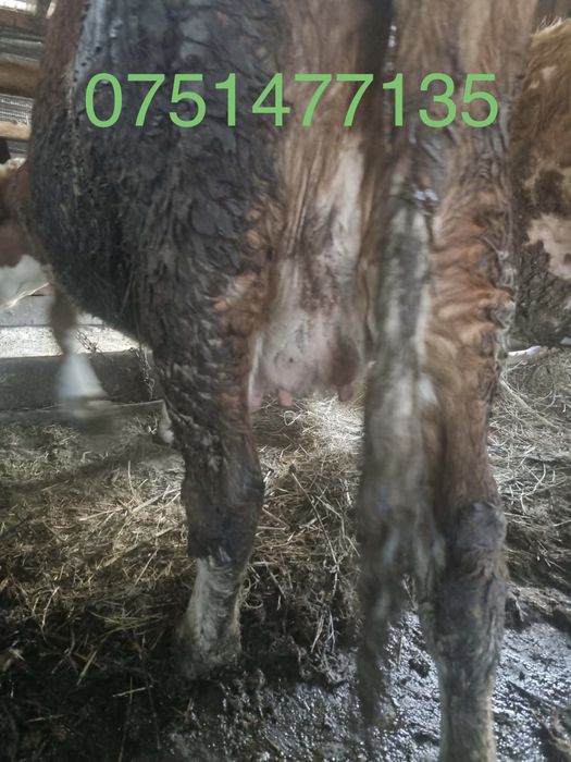 Două juninci pregatite de fătat