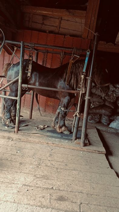 De vânzare cal 4 ani