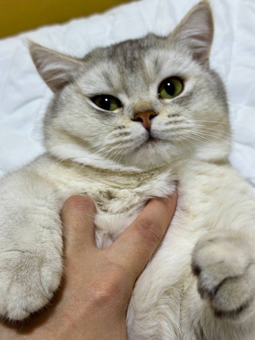 Вязка Британский Шиншилла