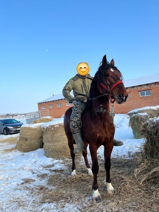 Продам жеребец полных 3 года