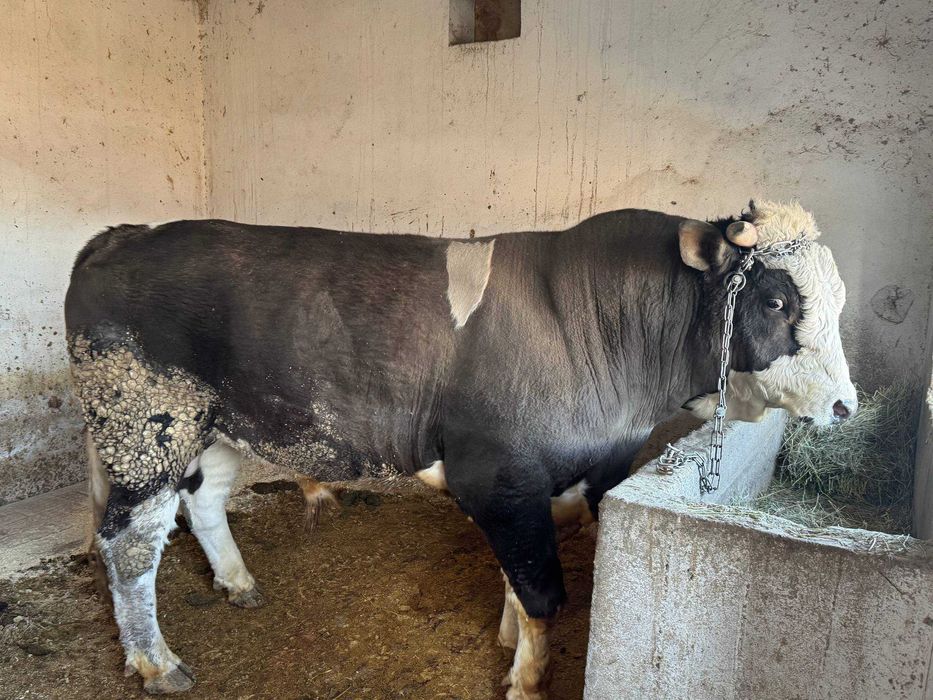 simental buqa sotiladi