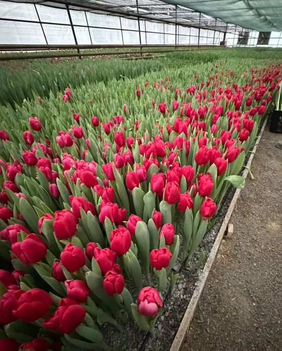 Тюлтпаны! Премиум класса и голладские!