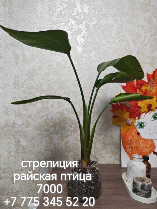 Продаются разные комнатные цветы