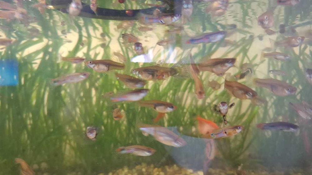 Гуппи. Отдам мальков и взрослых особей самок