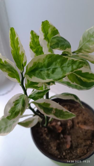 Растение Педилантус титималоидный